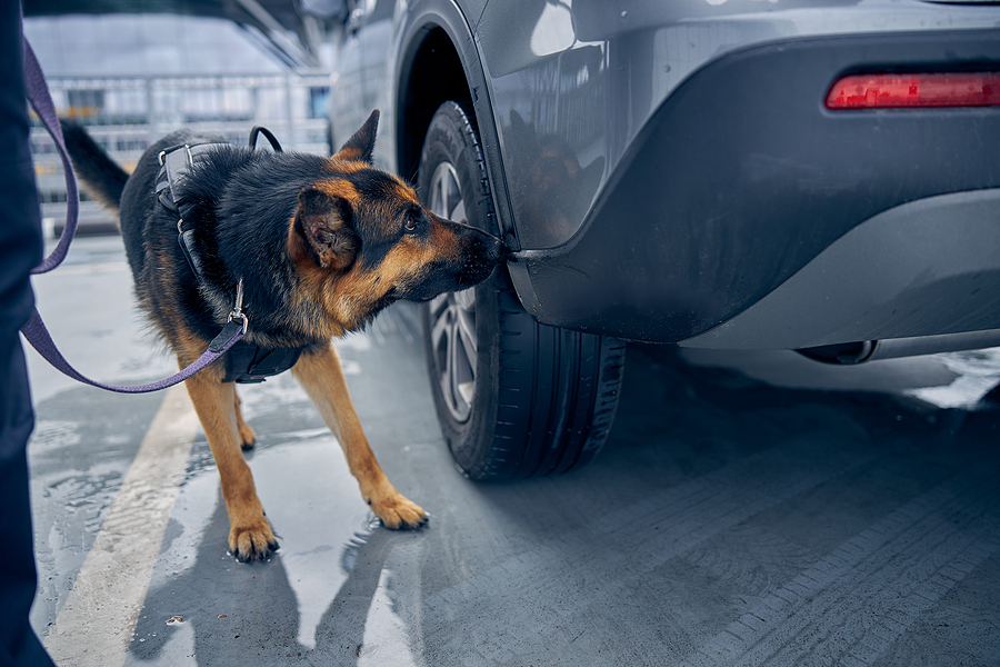 Drug Detection Dog Sniffing Car At Airport
